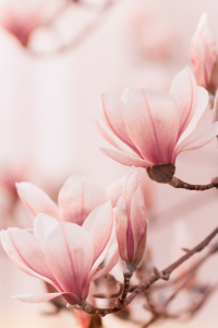 Bild-Nr: 12328295 Magnolienblüte Erstellt von: janschuler