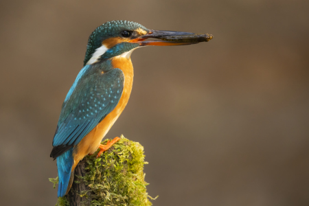 Bild-Nr: 12329066 Frau Eisvogel Erstellt von: Daniela Beyer