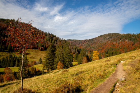 Bild-Nr: 12329851 Blick ins Menzenschwander Albtal im Herbst Erstellt von: alexwolff68