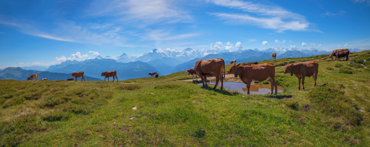 Bild-Nr: 12335450 Kuhherde am Niederhorn Berner Oberland Erstellt von: SusaZoom