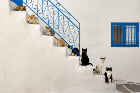 Bild-Nr: 12337490 Viele Katzen auf Treppe in Griechenland Erstellt von: Katho-Menden