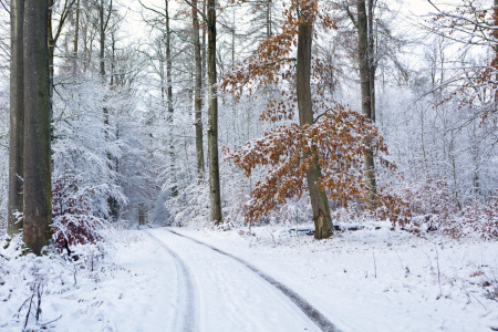 Bild-Nr: 12337743 Winterwald Erstellt von: Irma Warth