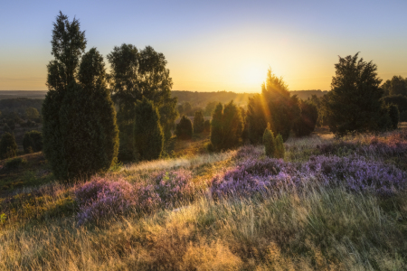 Bild-Nr: 12339745 Sonnenaufgang am Wilseder Berg Erstellt von: Daniela Beyer