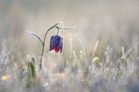 Bild-Nr: 12340887 Schachblume mit Raureif Erstellt von: Daniela Beyer