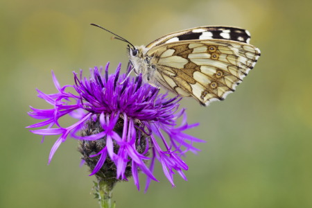 Bild-Nr: 12342567 Schachbrettfalter auf Flockenblume Erstellt von: Daniela Beyer