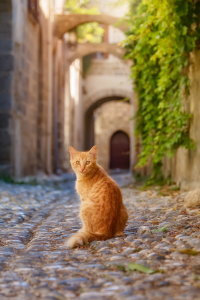 Bild-Nr: 12346330 Katze in Altstadtgasse von Rhodos Erstellt von: Katho-Menden