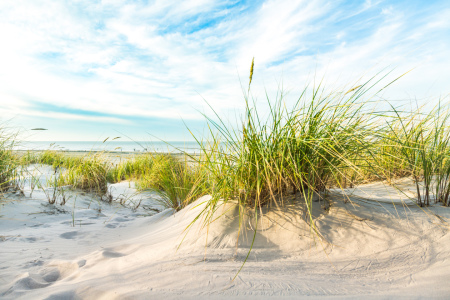 Bild-Nr: 12347021 Feine Stranddünen    Erstellt von: Ursula Reins