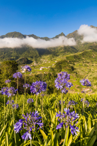 Bild-Nr: 12360057 Schmucklilien auf Madeira Erstellt von: dieterich
