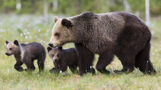 Bild-Nr: 12362259 Braunbärenfamilie Erstellt von: Daniela Beyer