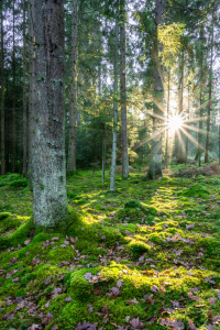 Bild-Nr: 12363120 Moosbedeckter Waldboden im Gegenlicht Erstellt von: orxy