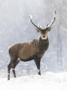 Bild-Nr: 12366322 Ein stolzer Hirsch im Schneetreiben Erstellt von: Daniela Beyer