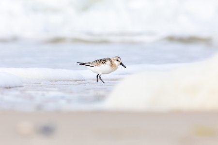 Bild-Nr: 12367751 Sanderling in der Brandung  Erstellt von: Dennis-K