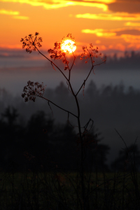 Bild-Nr: 12367858 Herbstgras  Erstellt von: Gerhard Albicker