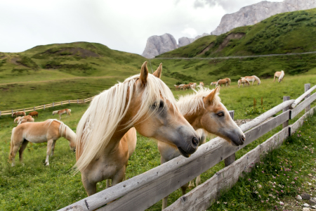 Bild-Nr: 12370859 Haflinger Erstellt von: MartinaW