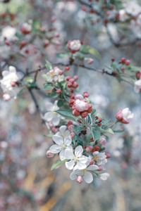 Bild-Nr: 12371110 Zierapfelblüten Erstellt von: Thomas Herzog