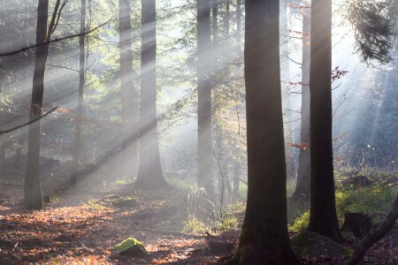 Bild-Nr: 12373716 Morgennebel Erstellt von: Thomas Koch