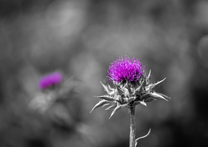 Bild-Nr: 12376220 Distel in voller Blüte Erstellt von: Patrick Schwarzbach