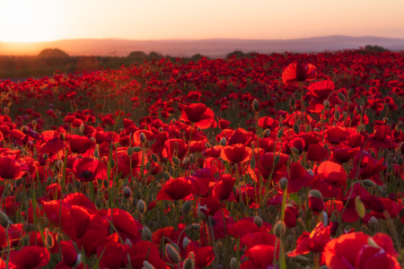 Bild-Nr: 12378848 Mohnfeld zum Sonnenaufgang Erstellt von: Daniela Beyer