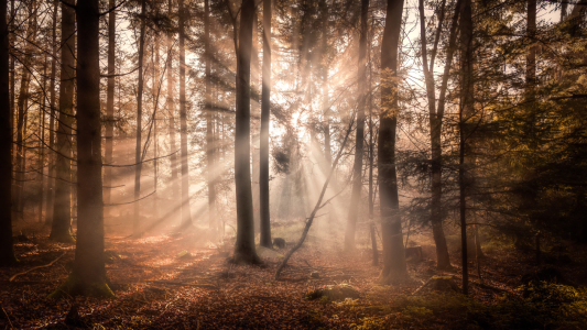 Bild-Nr: 12379198 Herbstwald Erstellt von: Thomas Koch