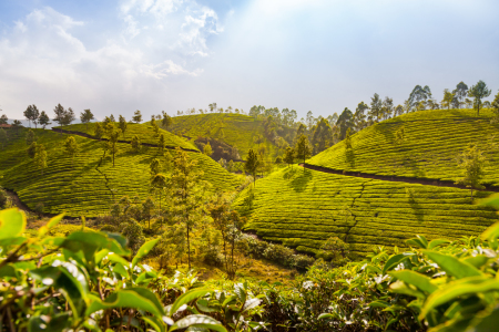 Bild-Nr: 12379527 Teeplantagen in Munnar in Indien Erstellt von: janschuler