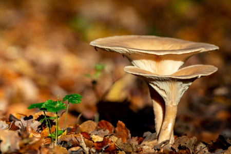 Bild-Nr: 12382002 Pilze im Herbst Erstellt von: DirkR