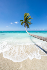 Bild-Nr: 12386750 Kokospalme am Strand Erstellt von: eyetronic