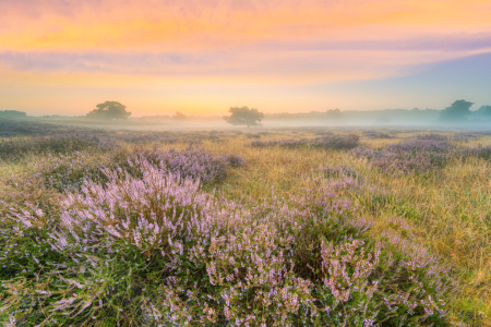 Bild-Nr: 12386841 Heidelandschaft im Nebel kurz vor Sonnenaufgang Erstellt von: Michael Valjak