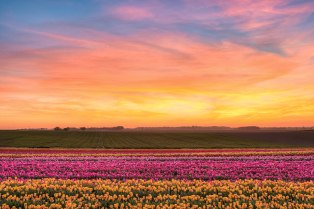 Bild-Nr: 12387248 Sonnenuntergang in einem Tulpenfeld Erstellt von: Michael Valjak