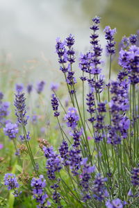 Bild-Nr: 12391552 Lavendelblüten Erstellt von: SusaZoom