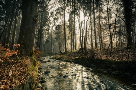 Bild-Nr: 12392415 forest in sun and fog Erstellt von: Ursula Reins