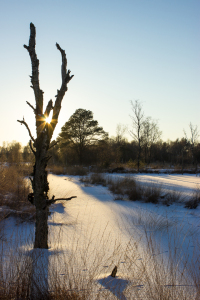 Bild-Nr: 12392422 Winter im Moor Erstellt von: yammay