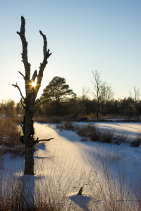 Bild-Nr: 12392422 Winter im Moor Erstellt von: yammay