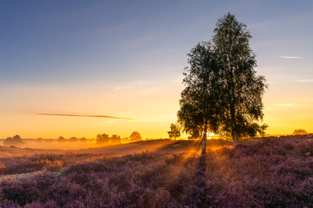 Bild-Nr: 12392793 Sonnenaufgang in der Heide Erstellt von: PH-Photography