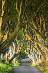 Bild-Nr: 12393210 Dark Hedges Erstellt von: Daniela Beyer