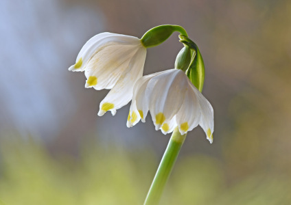 Bild-Nr: 12394689 Frühlingsboten Erstellt von: GUGIGEI