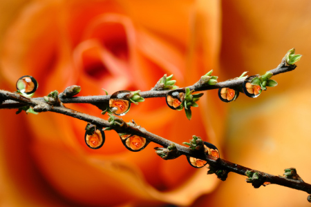 Bild-Nr: 12395444 Rosentröpfchen Erstellt von: Susanne Herppich