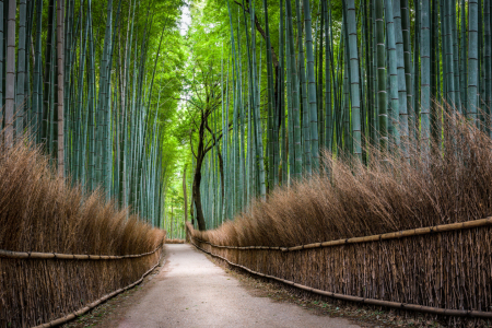 Bild-Nr: 12397561 Bambuswald in Arashiyama Erstellt von: eyetronic