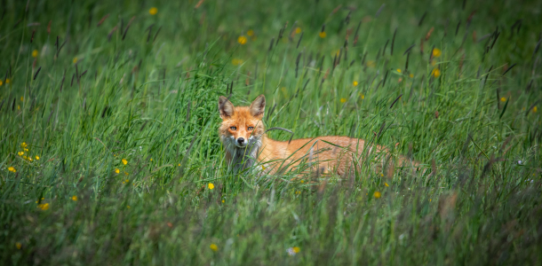 Bild-Nr: 12398133 Fuchs auf einer Wiese Erstellt von: Patrick Schwarzbach