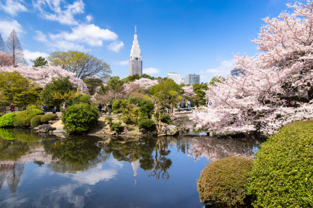 Bild-Nr: 12398802 Kirschblüte im Shinjuku Gyoen in Tokyo Erstellt von: eyetronic