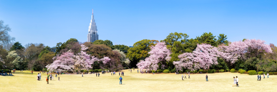 Bild-Nr: 12398806 Shinjuku Gyoen Panorama im Frühling Erstellt von: eyetronic