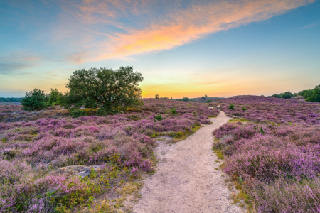 Bild-Nr: 12400425 Weg durch die blühende Heide Erstellt von: Michael Valjak
