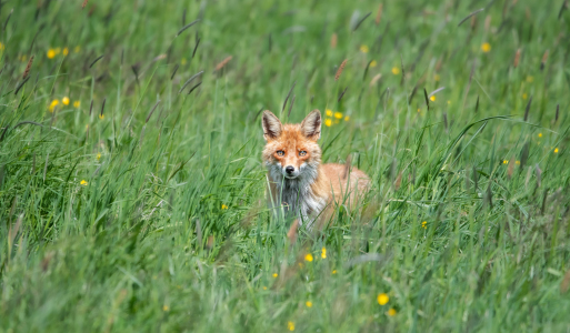 Bild-Nr: 12401246 Aufmerksamer Fuchs Erstellt von: Patrick Schwarzbach