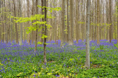 Bild-Nr: 12405750 Frühling im Hallerbos Belgien Erstellt von: Michael Valjak