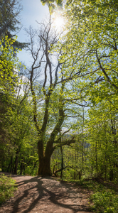 Bild-Nr: 12405987 Waldweg im Frühling Erstellt von: SusaZoom