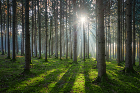 Bild-Nr: 12410382 Sonne im Wald Erstellt von: photoplace