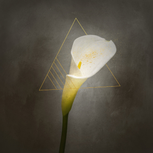 Bild-Nr: 12413055 Grazile Blume - Calla Nr 3 - Vintage-Stil gold  Erstellt von: Melanie Viola