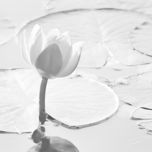 Bild-Nr: 12413412 Seerose Erstellt von: Atteloi