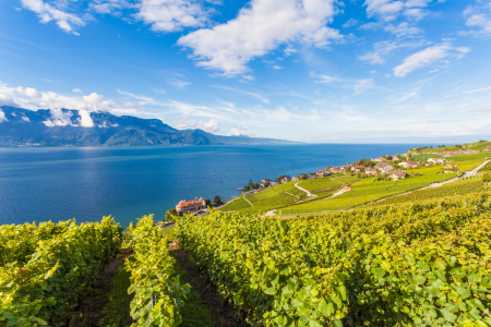 Bild-Nr: 12413611 Weinbaugebiet Lavaux bei Rivaz am Genfersee Erstellt von: dieterich