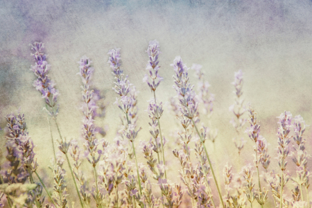 Bild-Nr: 12413789 Lavender Erstellt von: lucyliu