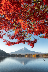 Bild-Nr: 12413812 Berg Fuji im Herbst Erstellt von: eyetronic